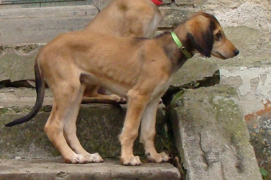 Saluki