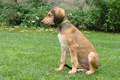 Saluki