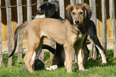 Saluki