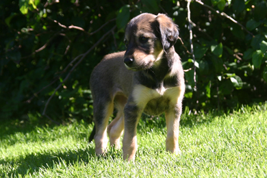 Saluki