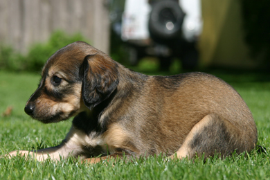 Saluki