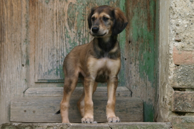 Saluki