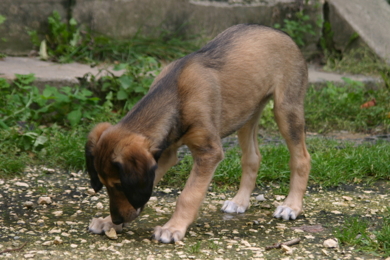 Saluki