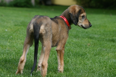 Saluki