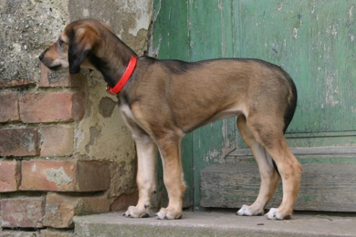 Saluki