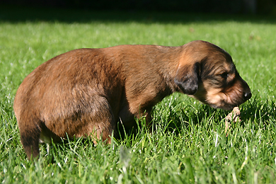 Saluki