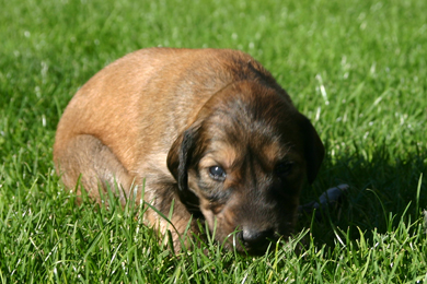 Saluki