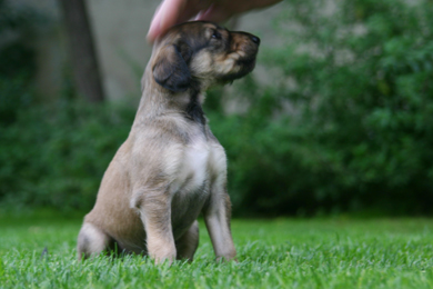 Saluki