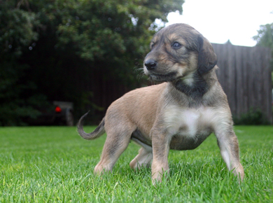 Saluki