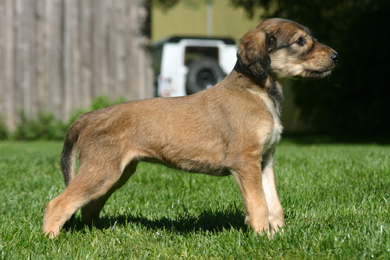 Saluki