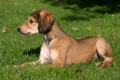 Saluki