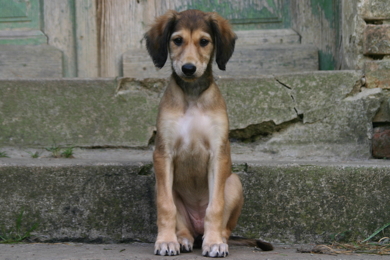 Saluki