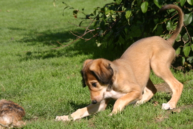 Saluki