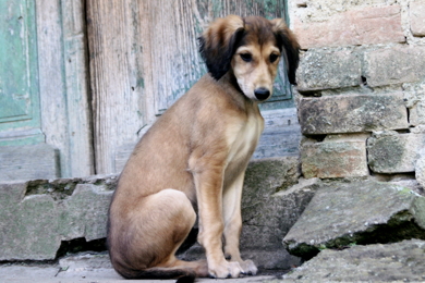 Saluki