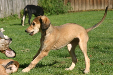 Saluki