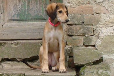 Saluki