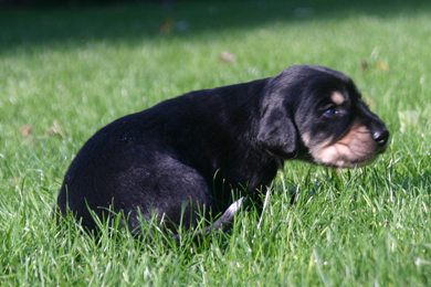 Saluki