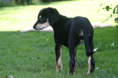 Saluki