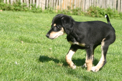 Saluki