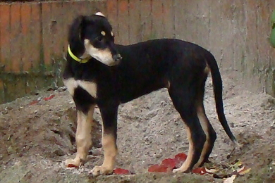 Saluki