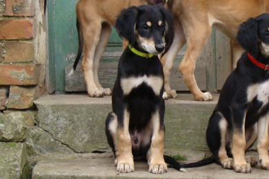 Saluki