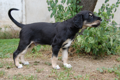 pasha
