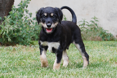 pasha